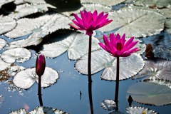 fleurs-de-lotus-sukhothai