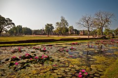 fleurs-lotus-parc-sukhothai