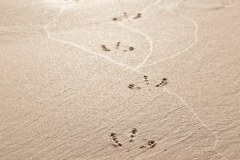 Traces d'oiseau dans le sable, Cape Le Grand National Park