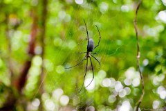 Énorme araignée, Cape Tribulation