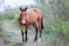 Rencontre, cheval sauvage de Poingam, Grande-Terre