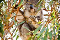 Koala dans le Great Otway National Park