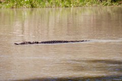 Crocodile marin, le plus grand et dangereux reptile du monde avec le crocodile du Nil. East Alligator River