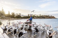 Le pêcheur et les pélicans, Kingscote, Kangaroo Island