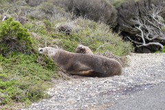 La sieste, Seal Bay Conservation Park, Kangaroo Island