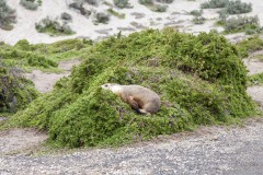 In bed, Seal Bay Conservation Park, Kangaroo Island