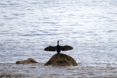 Cormoran avec les ailes déployées, Kangaroo Island