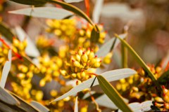 Fleur d'eucalyptus, Corroboree Rock