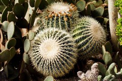 Cactus, jardin botanique de Coffs Harbour
