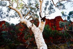 Eucalyptus à fland de falaise, Dales Gorge
