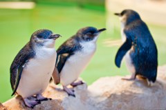 Pingouins, Penguin Island