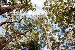 Eucalyptus, Valley of the Giants