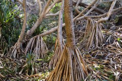Arbres de mangrove, Point Lookout