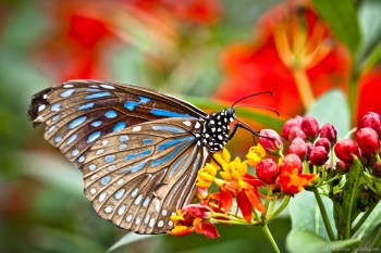 Papillon butterfly garden Cameron Highlands Malaisie