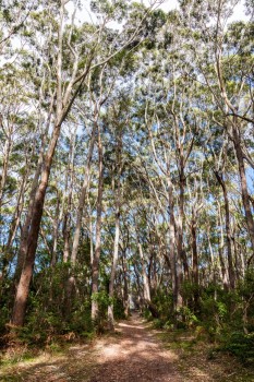 Trees, Booderee National Park
