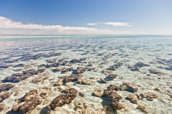 Stromatolites, Hamelin Pool