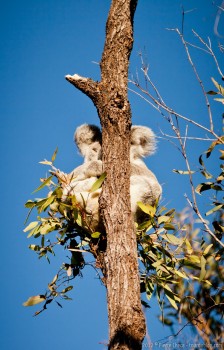 Koala, Magnetic Island