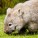 Photo du jeudi : les wombats d&rsquo;Australie