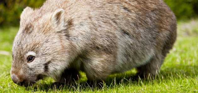 Photo du jeudi : les wombats d’Australie