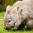 Photo du jeudi : les wombats d’Australie