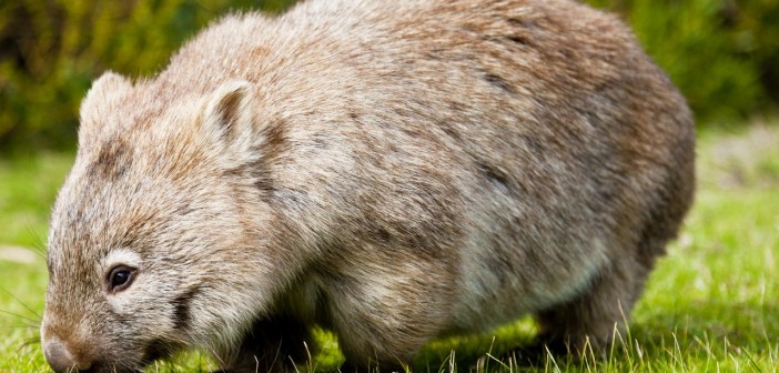 Un wombat, Wilsons Promontory