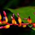 Bourgeons fleur jardin botanique Cairns