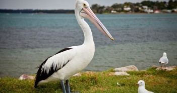 rencontres australie