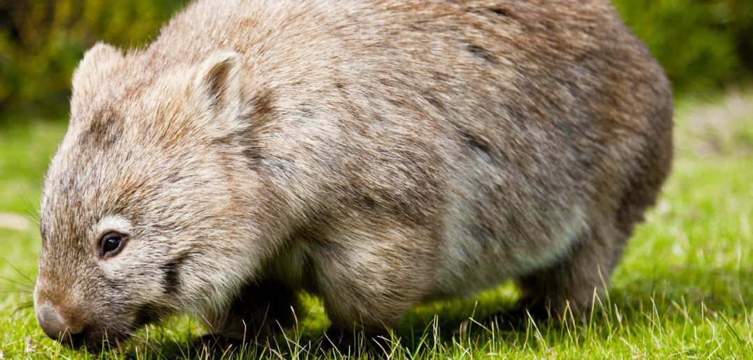 Wombat Wilsons Promontory Victoria Australie