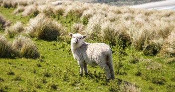 Mouton de Nouvelle-Zélande, Otago