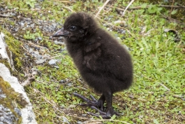 Poussin weka, Punakaiki