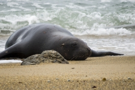 Lion de mer, Waipapa Point, The Catlins