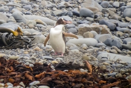 Yellow-eyed penguin (manchot antipode)