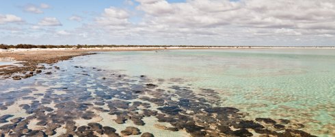 Les stromatolites d\'Hamelin Pool, Shark Bay