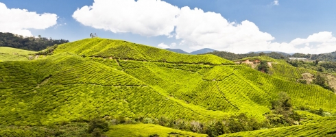 Les champds de thé des Cameron Highlands, Malaisie