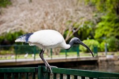 Ibis, Botanic Garden