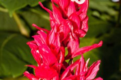 Fleur, jardin botanique de Cairns