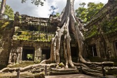 ta-prohm1