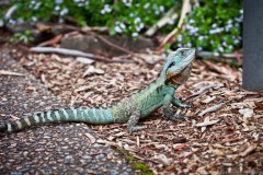 Lézard dans le jardin botanique de Canberra 2