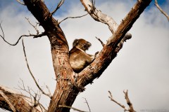 Koala, Yanchep National Park