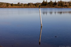 Cormoran, Wallaga Lake