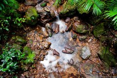 Daintree National Park et les Tablelands