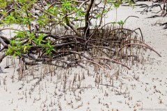 Racines, mangrove de Cape Tribulation