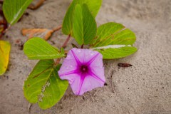 Fleur sur le sable
