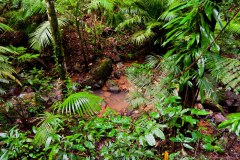 Trou d'eau dans la forêt luxuriante