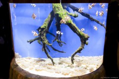 Poissons dans leur bocal, Dubaï aquarium