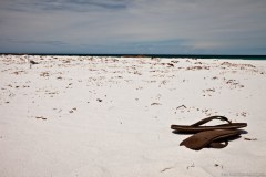 Glande sur la plage de sable blanc, Bay of Fires