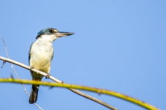 Martin pêcheur - Relais de Poingam, Grande-Terre