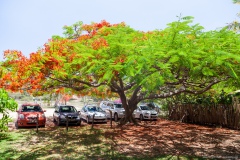 arbre-flamboyant-pointgam-nouvelle-caledonie