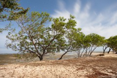 Arbres de camping, Poé, Grande-Terre