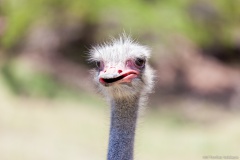 Autruche, parc forestier, Nouméa